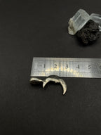 Moon pendant in solid silver 925